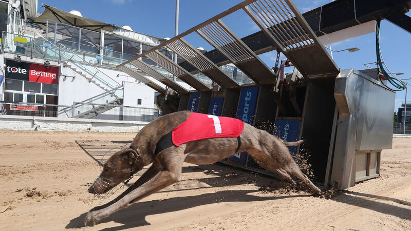Former greyhound racing board member calls for governance investigation