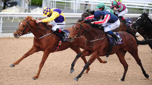<p>Shackleton Hero (left) won’t get many better opportunities to get off the mark than in the Hollywoodbets Horse Racing And Sports Betting Maiden. Picture: Healy Racing.</p>