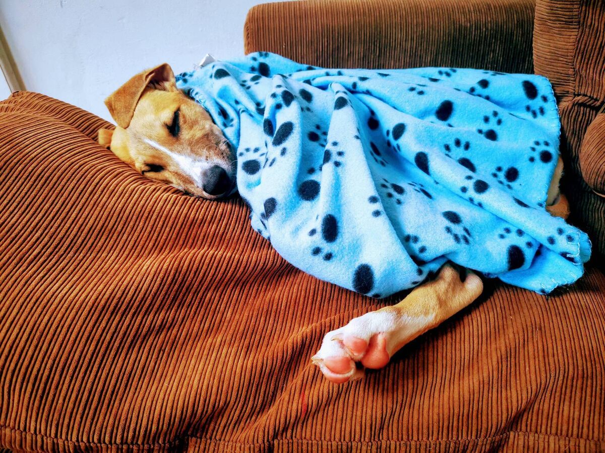 Bodhi the lurcher taking a nap after a walk. Eating random objects, including horse manure, can tucker a pup out.