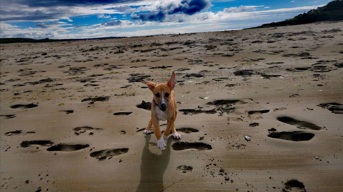 
                        Esther McCarthy's lurcher puppy , Bodhi, going for a walk on Inchydoney beach, Cork.