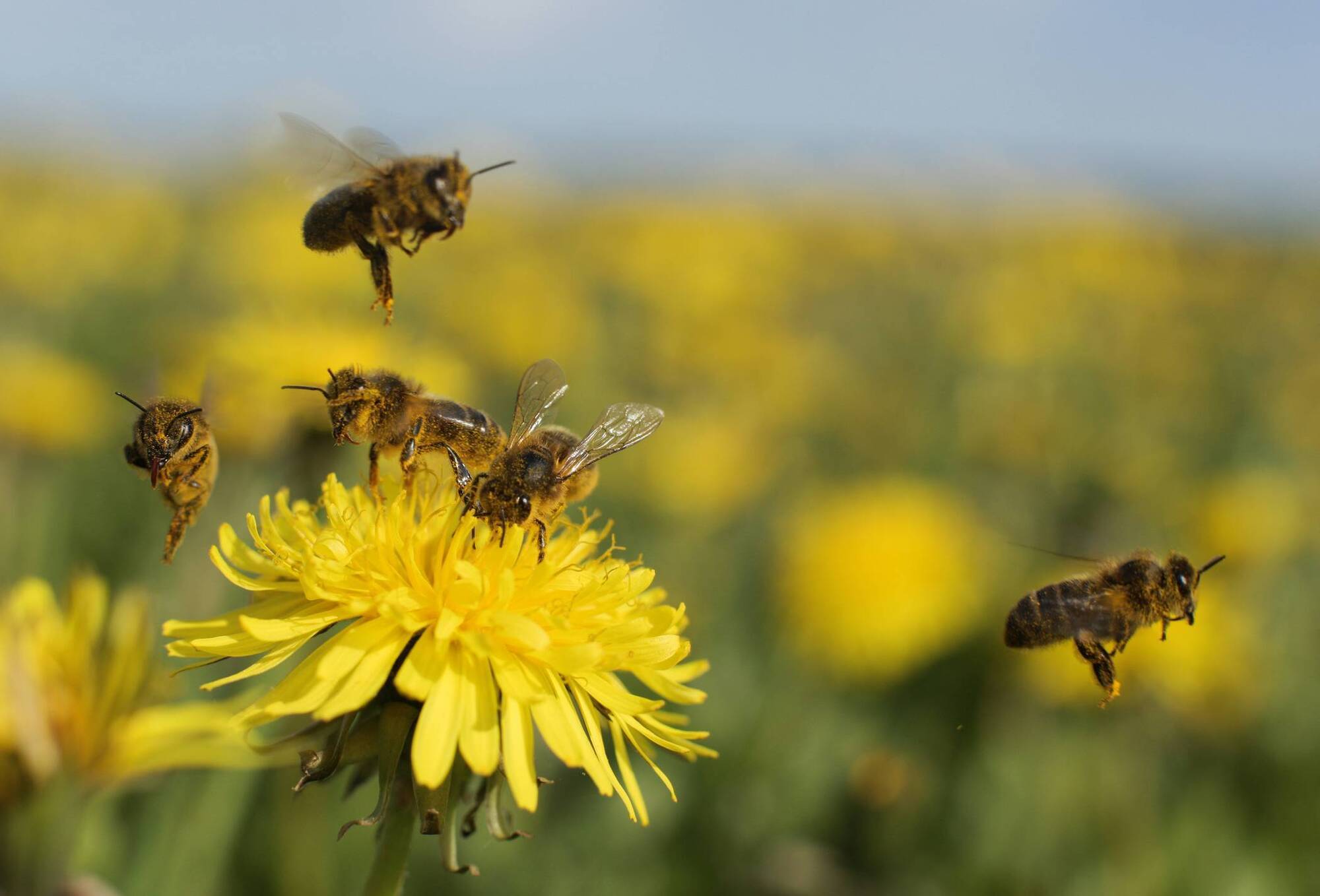 Insects are tiny but have a big role to play in our planet's future