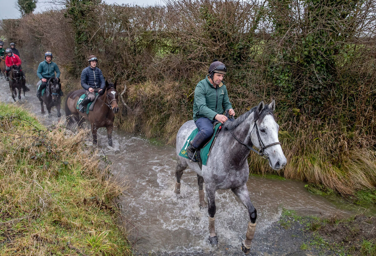Horses returning to the stable area after working on the gallops.