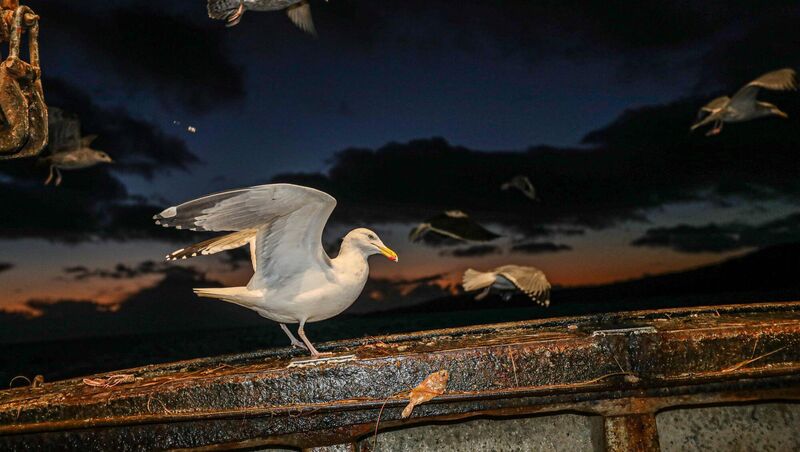 As they navigate ever more challenging waters, trawlermen are accompanied by one 'crew' for whom every sailing is an unqualified success — the gulls that follow the trawler all the way to sea and back home again into the safe harbour of Castletown. 	Picture: Neil Michael