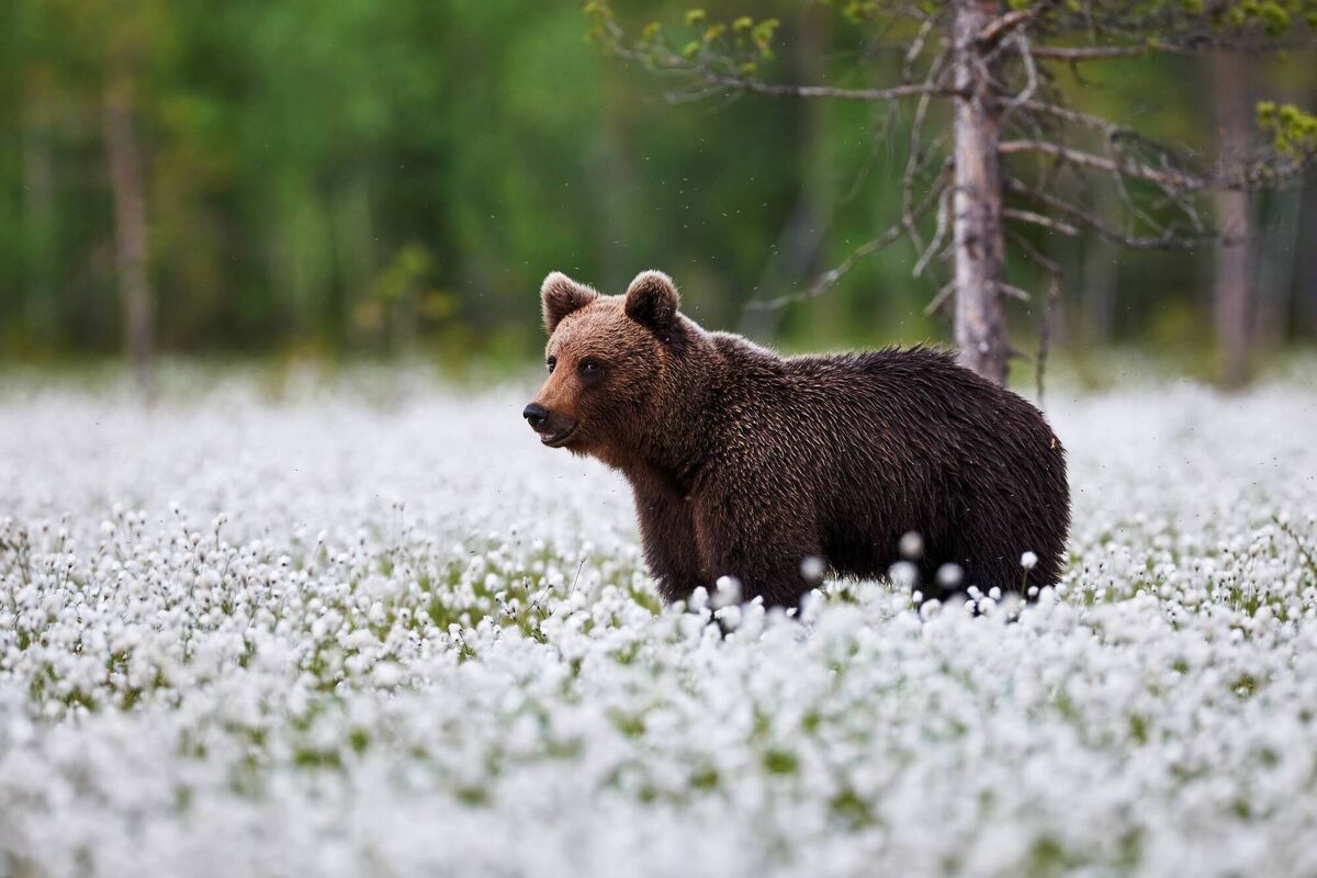 A beautiful brown bear looking at me between cotton grass in a Finnish forest.