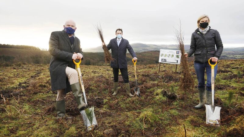 DAFM says Coillte not favoured for felling licences
