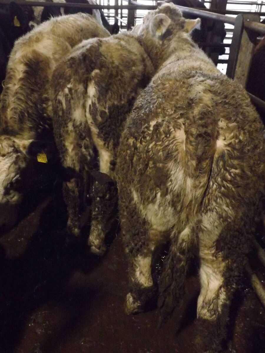 Three Charolais steers born Jan 2020 weighing 355kg that sold at Macroom Mart for €770 each. 