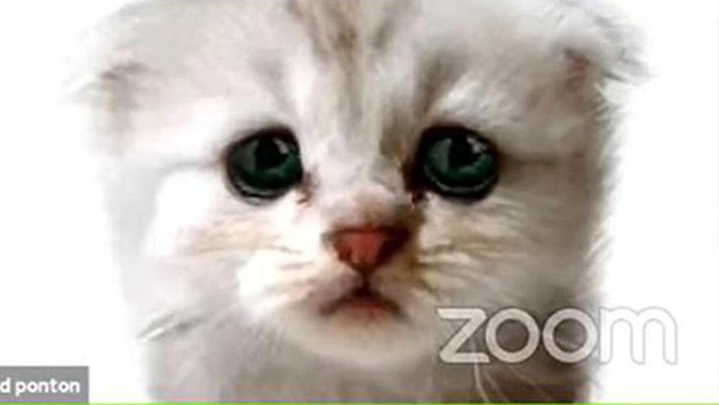 We're not kitten you with these work-from-home Zoom tips