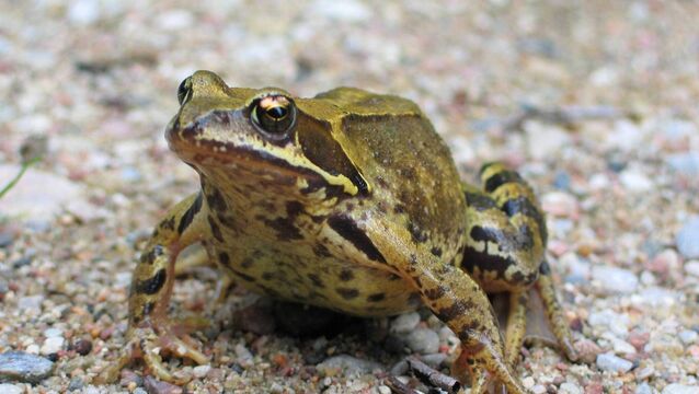 <p>Common European frog. Survey frog sightings can be sent online to the Irish Peatland Conservation Council.</p>