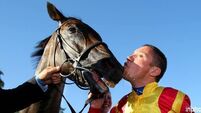 Snow Fairy retired after tendon injury