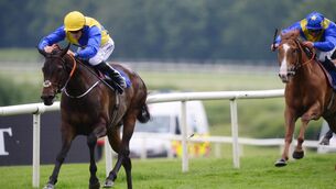 <p>Hurricane Cliff can take the maiden hurdle at Naas. Picture: Healy Racing</p>