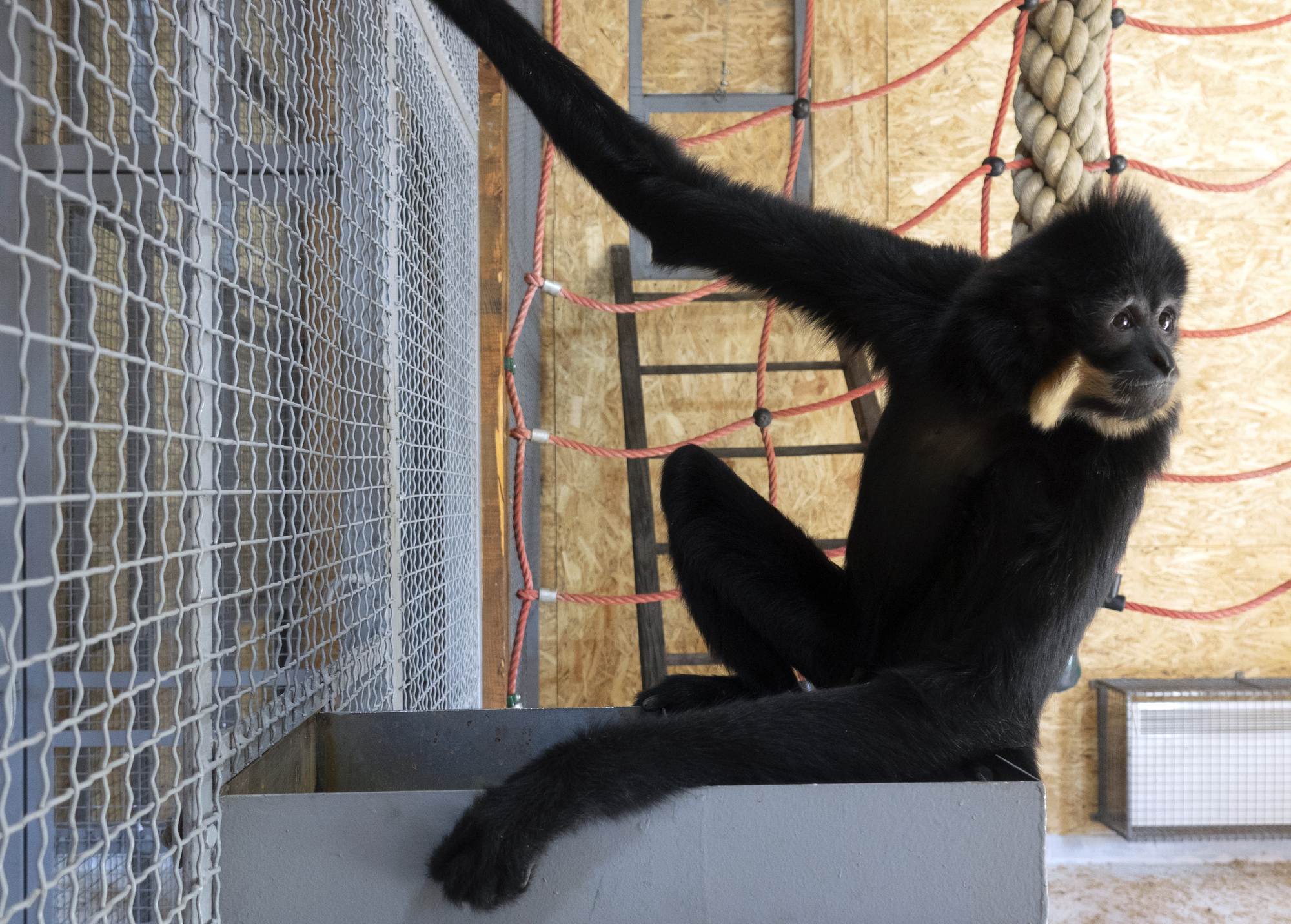 Endangered gibbons find new home at Sarajevo Zoo