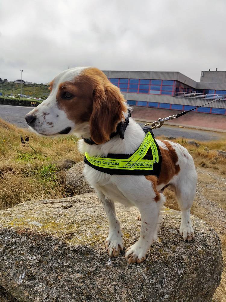 Detector Dog Gus helped discover the cigarettes concealed within the load