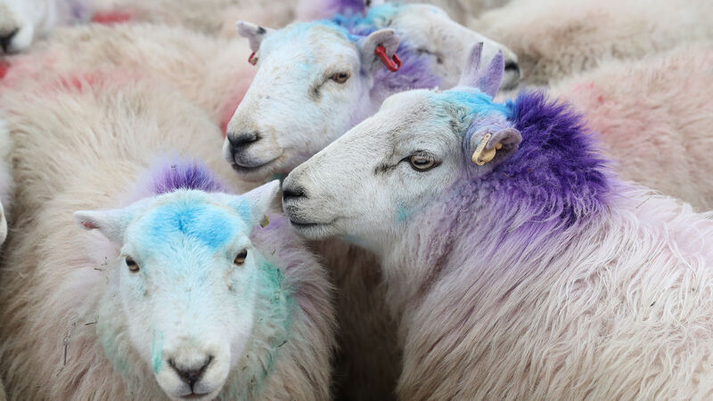 Processors paying up to 645c for hoggets