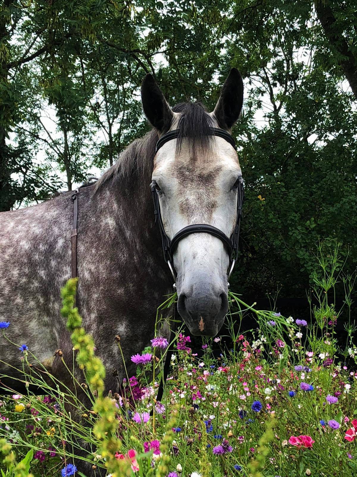 A wildflower meadow can help pollinators, and put a smile on our faces. Julie Power wants farmers to grow wildflowers, and gardeners to let lawns grow wild.