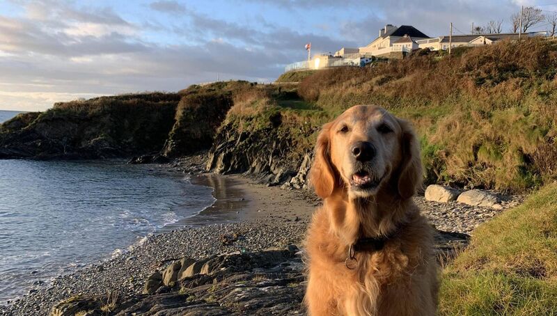 There are plenty of dog-friendly holiday destinations now, like Dunmore House in Clonakilty.