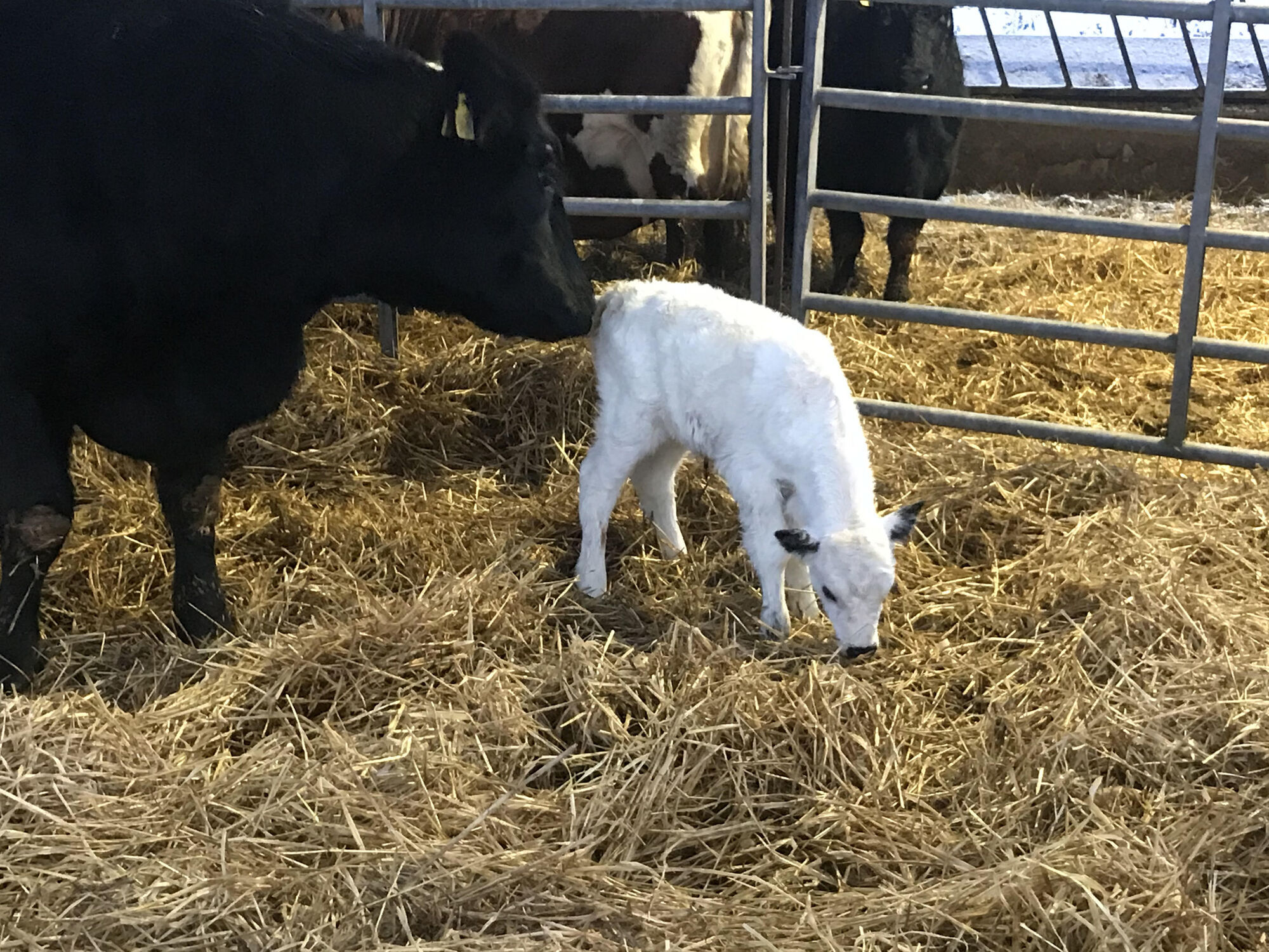Calf rearing primary goal is double birth weight in 56 days