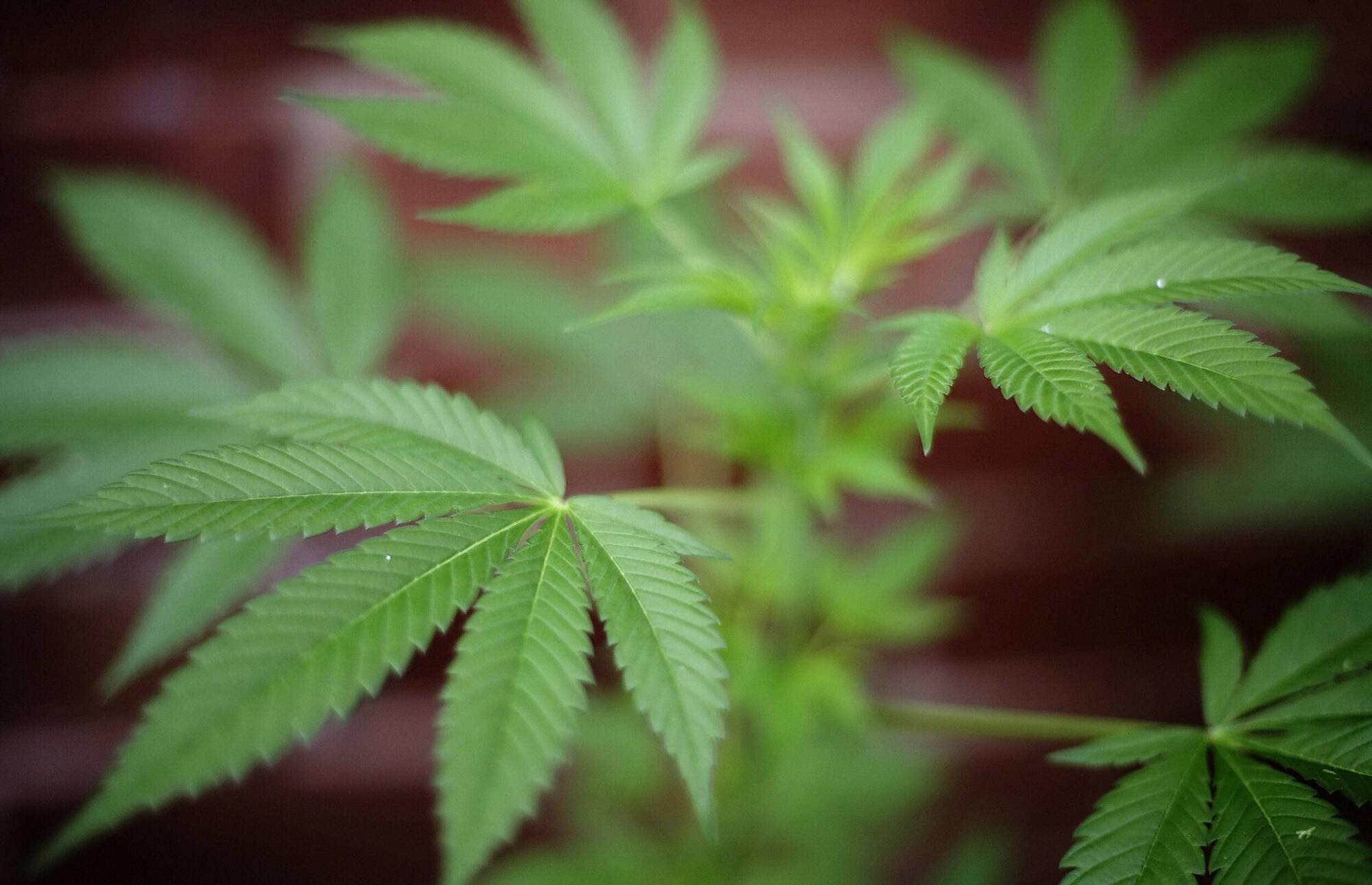 Judge declares three houses linked to cannabis production are proceeds of crime