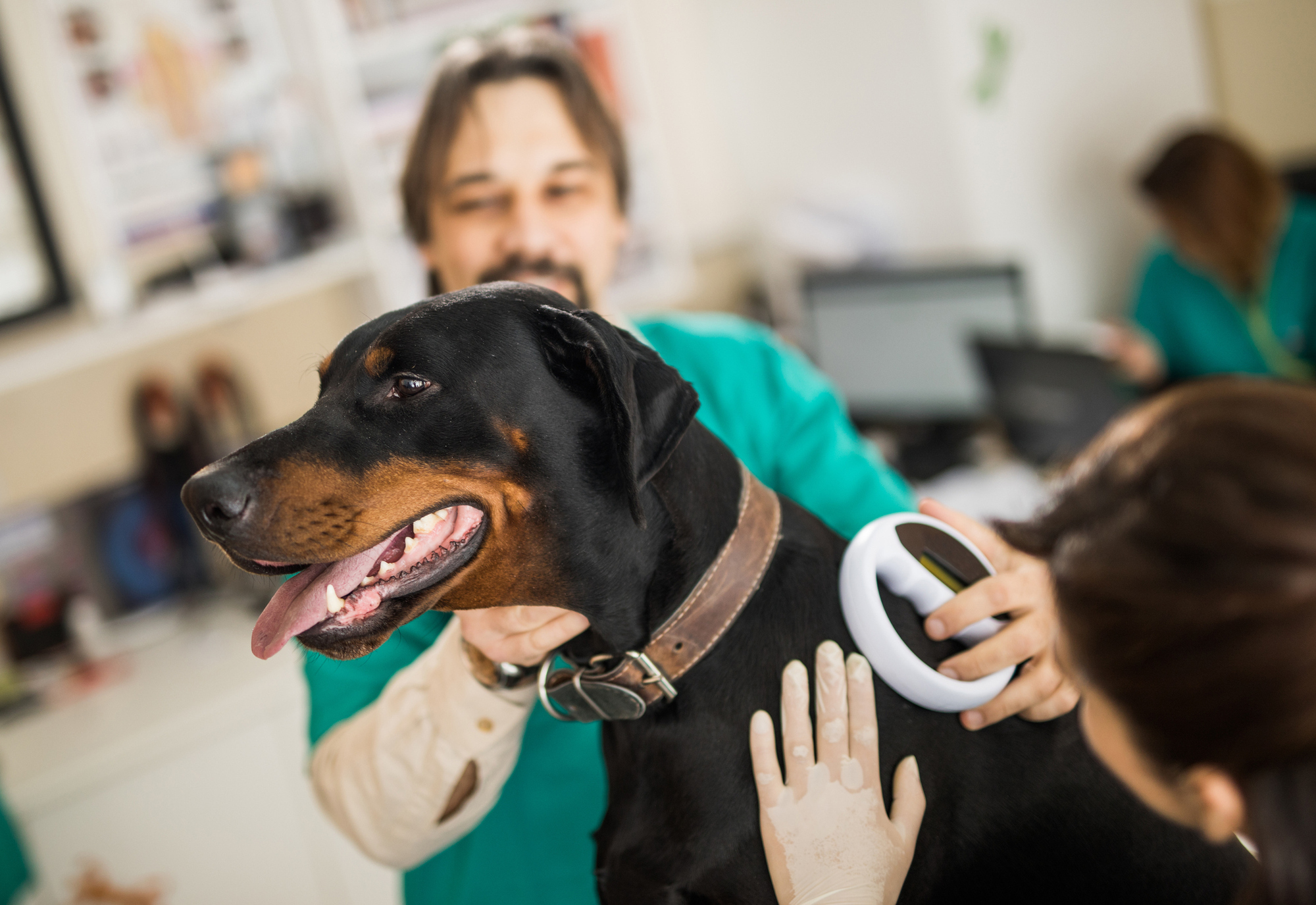 Pet Corner: Why microchipping your pet is so important