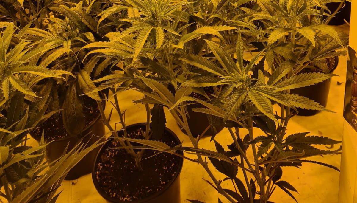 Gardaí seize over €350k worth of drugs in Mayo and Laois