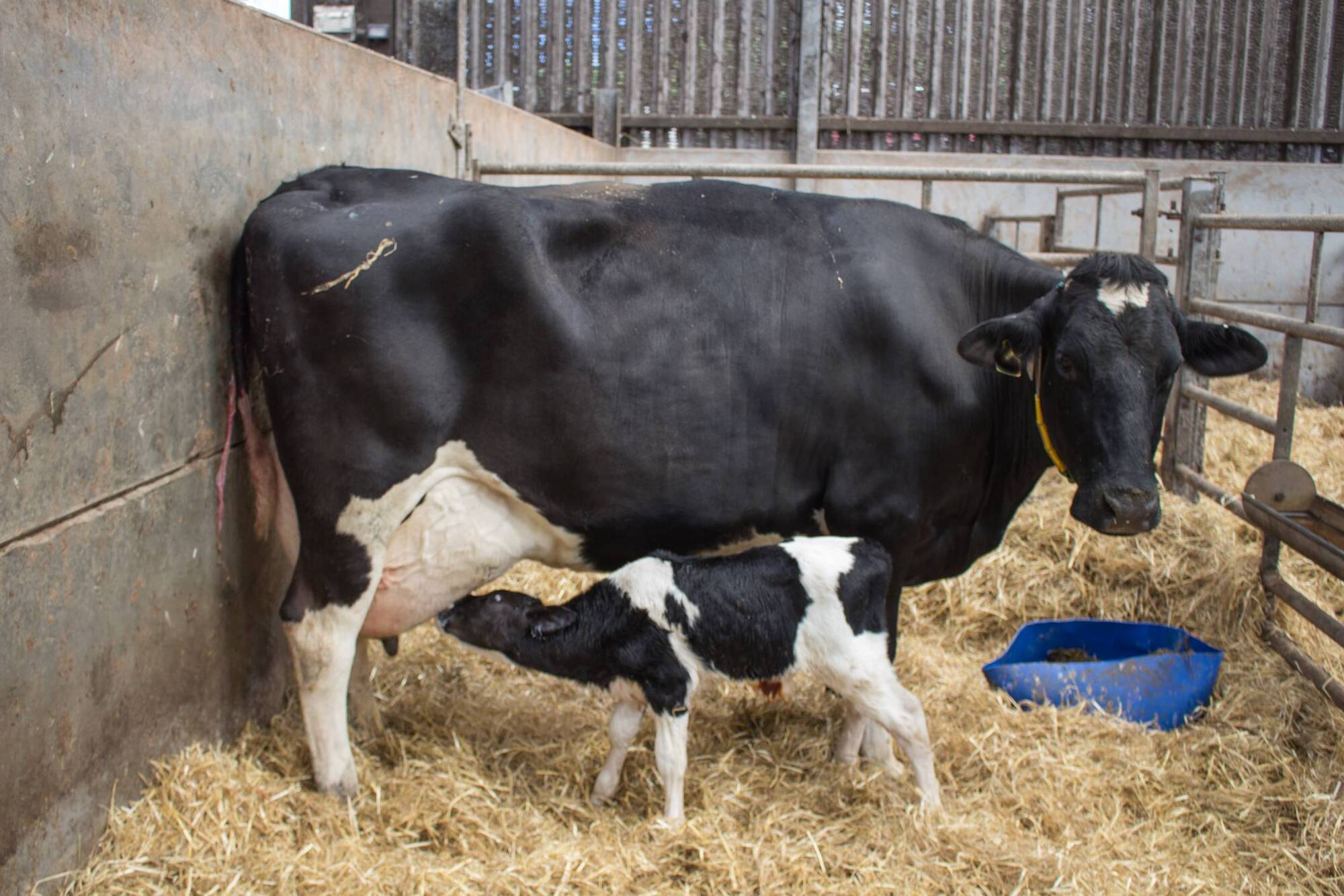 Why is there an explosion in milk fever cases?