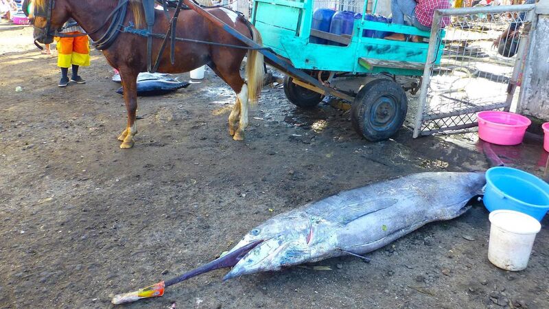 We can longer turn a blind eye to the damage done to our seas We can longer turn a blind eye to the damage done to our seas