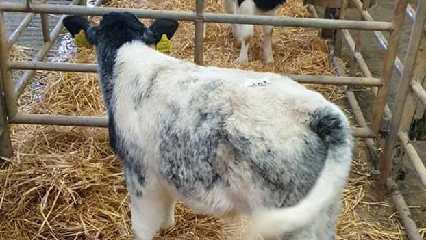 At Skibbereen Mart last Friday, this Belgian Blue bull calf (22 days old) sold for €400. 