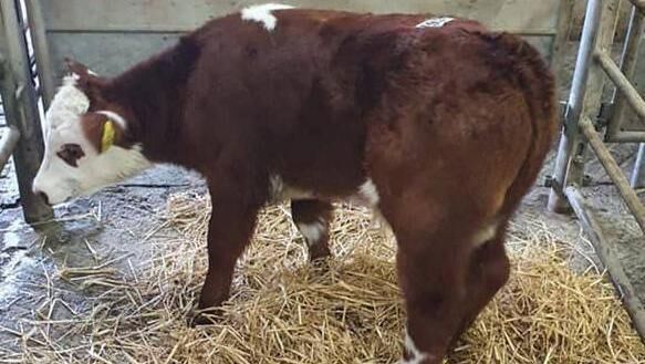 At Skibbereen Mart last Friday, this Hereford bull calf (22 days old) sold for €415. At Skibbereen Mart last Friday, this Hereford bull calf (22 days old) sold for €415.