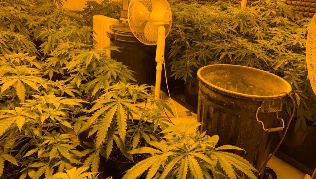 Two men arrested after cannabis grow house uncovered in Co Louth