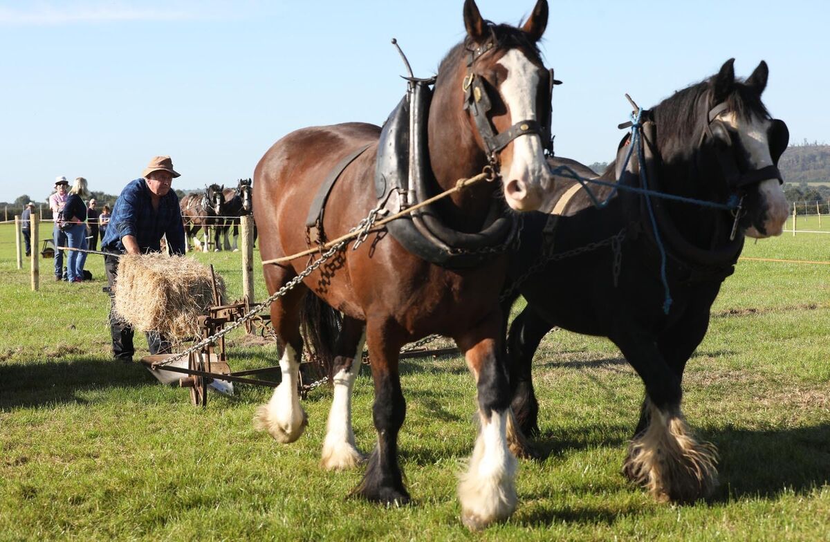 There has been no decision yet on the National Ploughing Championships. There has been no decision yet on the National Ploughing Championships.