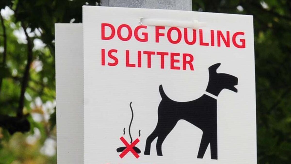 Michael Moynihan Some Dog Owners Showing Utter Disregard And Making A Mess Of My City