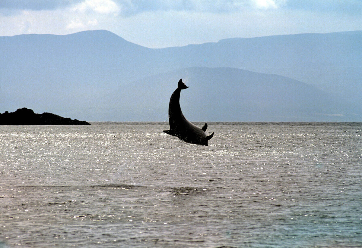 Fungie jumps in Dingle Bay. File picture: Sean Manion/RollingNews.ie