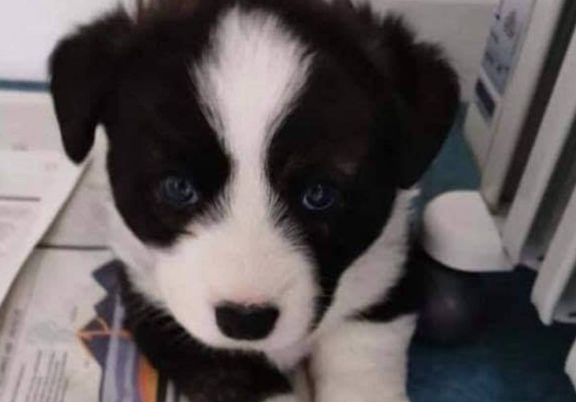 Litter of puppies stolen from woman’s boarding kennels in Kilkenny
