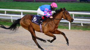 <p>Messidor can successfully  step up in class at Dundalk. Picture:Healy Racing.</p>