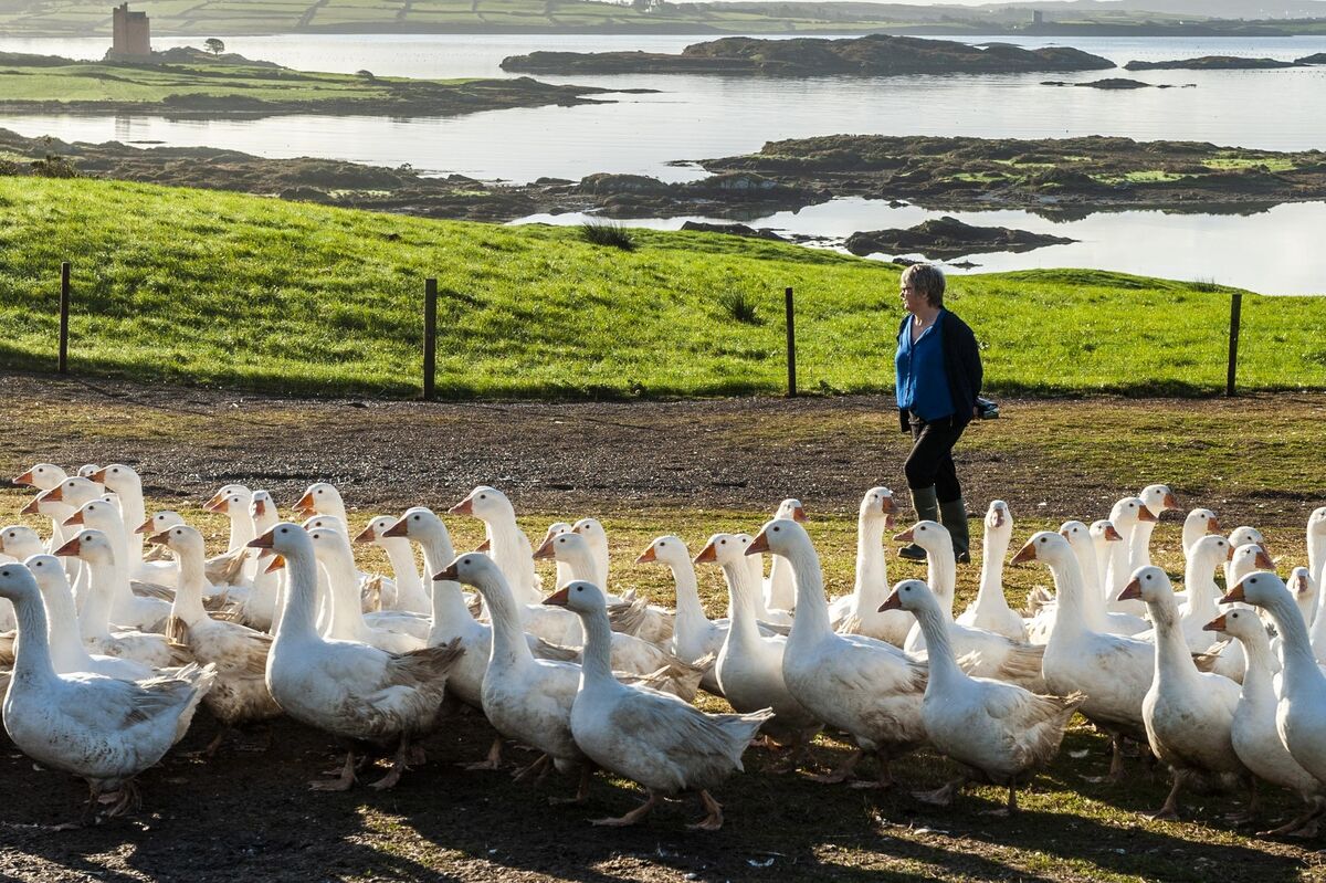  Ballydehob's Skeaghanore is noted for locally-reared duck and geese. Pictured here in 2019 are some of Helena Hickey's flock of 600 geese. Picture: Andy Gibson.