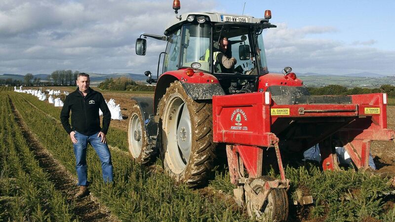 Scottish afforestation boom saves the company which has produced 90% of Ireland’s tree plants