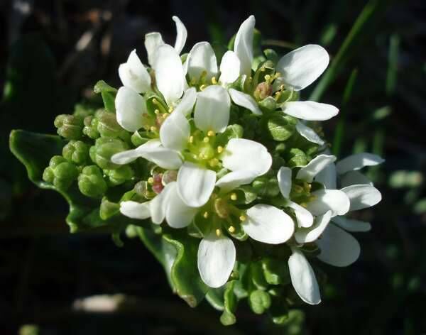 Scurvygrass or spoonwort, a source of vitamin C. Scurvygrass or spoonwort, a source of vitamin C.