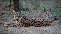 Pushed into a corner the lynx survives