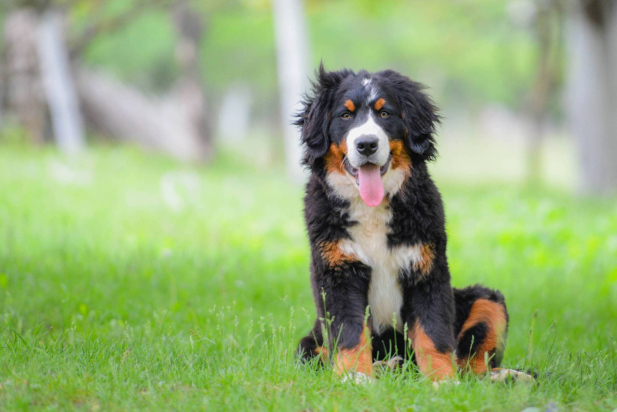 Pet Corner: How to introduce a new puppy to an older dog