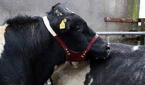 It will soon be too late to vasectomise a bull for the breeding season