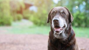 <p>A senior dog needs different care.</p>