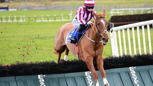 <p>Full Time Score can make a winning debut over fences at Gowran Park. Picture: Healy Racing</p>