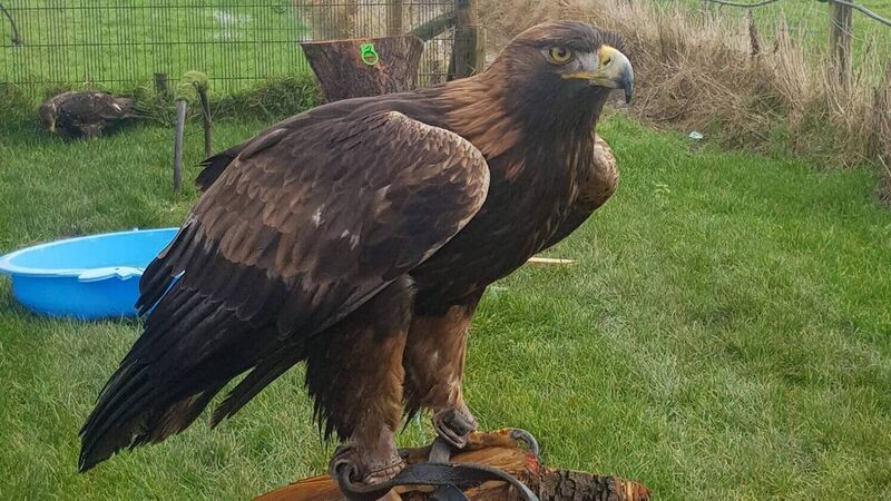 Eagle has landed: Wicklow man reunited with missing bird