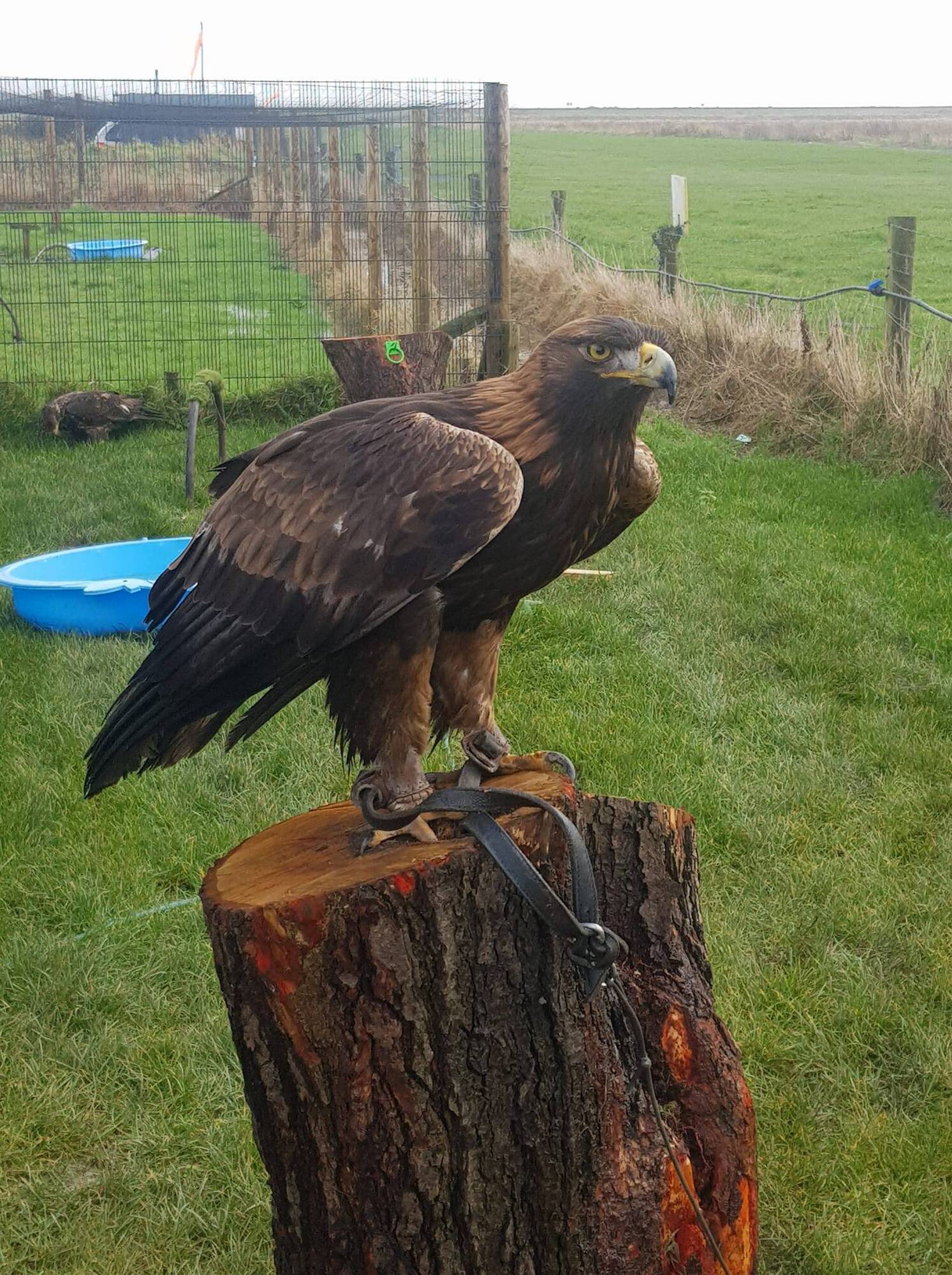 Eagle has landed: Wicklow man reunited with missing bird