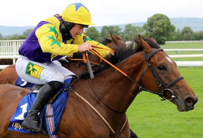 Skyace can be a winner for ‘Shark’ Hanlon.