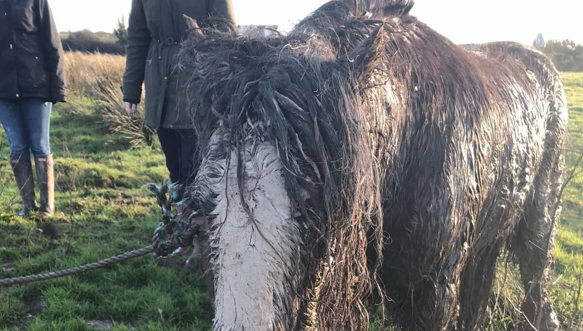Volunteers tended to the neglected horse. Picture: Mylovelyhorserescue Cork
