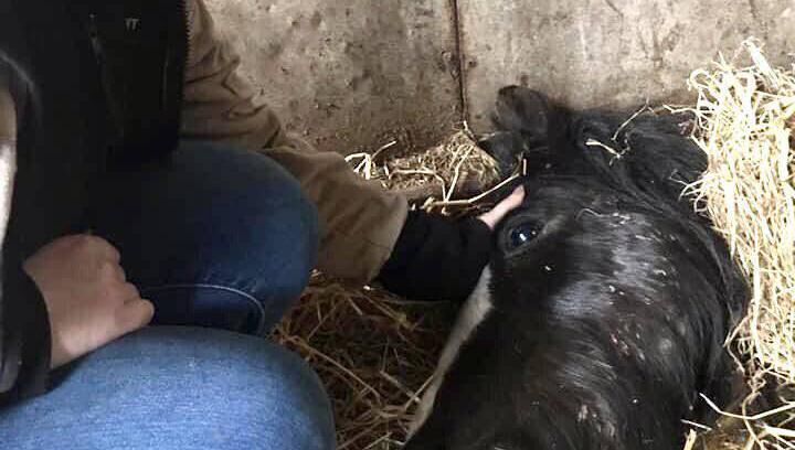 The horse was put down yesterday evening at 6pm. Picture: Mylovelyhorserescue, Cork