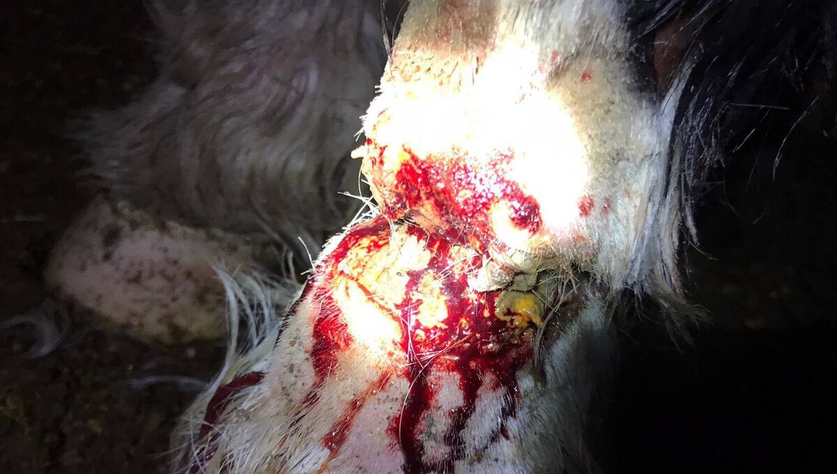 One of the horse's injured legs. Picture: Mylovelyhorserescue, Ireland