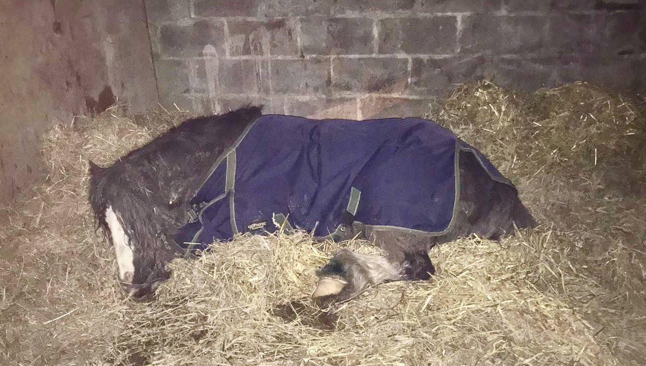 'Tethering needs to stop': Animal charity hits out as small horse dies from severe injuries
