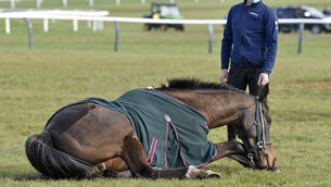 <p>Appreciate It has a roll on the grass at Cheltenham on Monday. 	<span class="contextmenu emphasis CaptionCredit">Picture: Francesca Altoft/Inpho</span>
            </p>