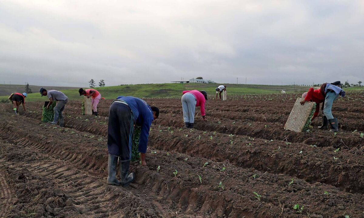 Workers on the Stander farm. Picture: INPHO/Dan Sheridan